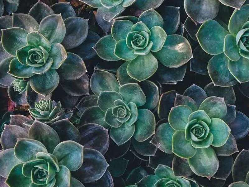 基督宗教是否有朝聖傳統？