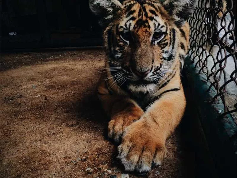 天主教如何舉行祝福典禮？