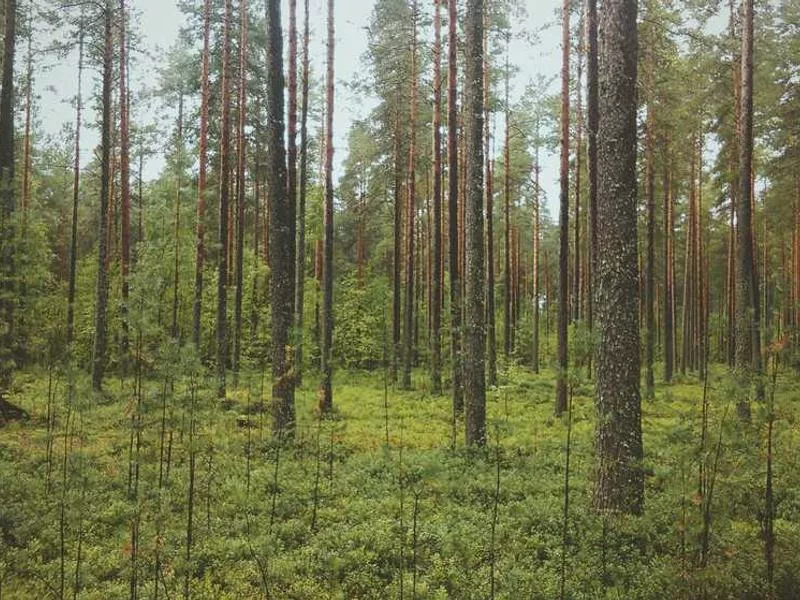 宗教儀式中的暴力元素是否應該被取代？