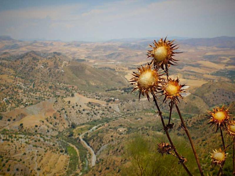 宗教儀式能否脫離宗教而純粹成為文化活動？