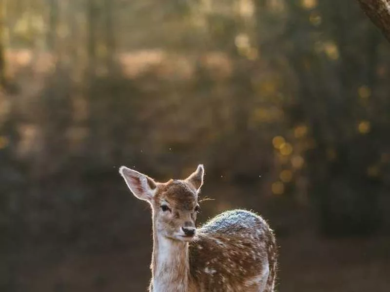 馬雅文明的祭祀儀式有哪些？